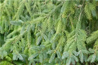 Picea x hurstii - Hurst-Fichte