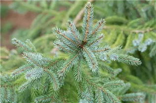 Picea x hurstii - Hurst-Fichte
