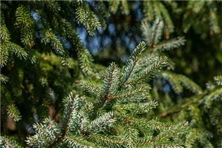 Picea x hurstii - Hurst-Fichte