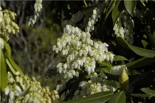 Pieris floribunda - Amerikanische Lavendelheide Pieris floribunda - Amerikanische Lavendelheide