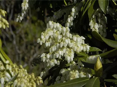 Pieris floribunda - Amerikanische Lavendelheide Pieris floribunda - Amerikanische Lavendelheide