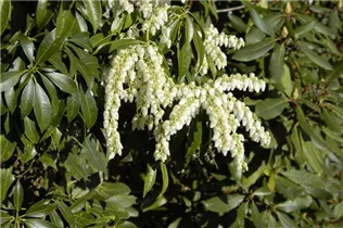 Pieris floribunda - Amerikanische Lavendelheide Pieris floribunda - Amerikanische Lavendelheide