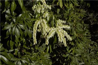Pieris floribunda - Amerikanische Lavendelheide Pieris floribunda - Amerikanische Lavendelheide