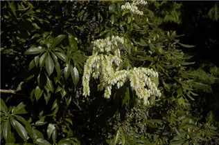 Pieris floribunda - Amerikanische Lavendelheide Pieris floribunda - Amerikanische Lavendelheide