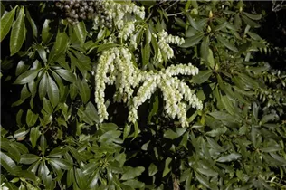 Pieris floribunda - Amerikanische Lavendelheide Pieris floribunda - Amerikanische Lavendelheide