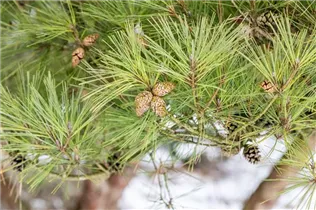 Pinus densiflora 'Pumila' - Zwerg-Strauchkiefer 'Pumila'