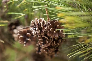 Pinus densiflora 'Pumila' - Zwerg-Strauchkiefer 'Pumila'