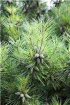 Pinus densiflora 'Pumila' - Zwerg-Strauchkiefer 'Pumila'