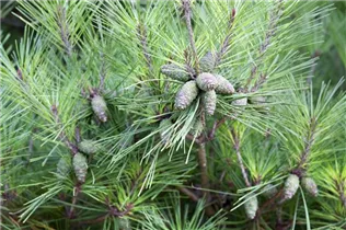 Pinus densiflora 'Pumila' - Zwerg-Strauchkiefer 'Pumila'