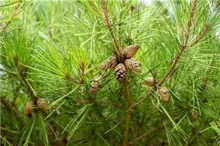 Pinus densiflora 'Pumila' - Zwerg-Strauchkiefer 'Pumila'