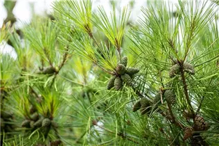 Pinus densiflora 'Pumila' - Zwerg-Strauchkiefer 'Pumila'