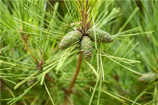 Pinus densiflora 'Pumila' - Zwerg-Strauchkiefer 'Pumila'