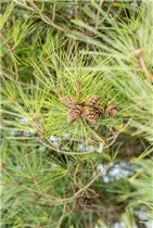 Pinus densiflora 'Pumila' - Zwerg-Strauchkiefer 'Pumila'