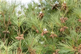 Pinus densiflora 'Pumila' - Zwerg-Strauchkiefer 'Pumila'