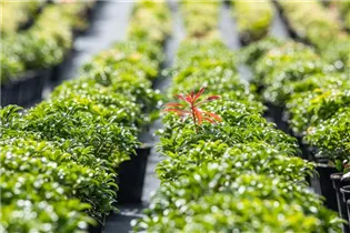 Pieris japonica 'Bonfire' - Schattenglöckchen 'Bonfire'