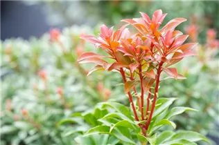 Pieris japonica 'Bonfire' - Schattenglöckchen 'Bonfire'