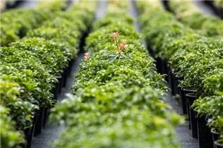 Pieris japonica 'Bonfire' - Schattenglöckchen 'Bonfire'