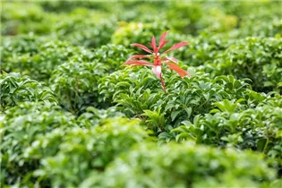 Pieris japonica 'Bonfire' - Schattenglöckchen 'Bonfire'