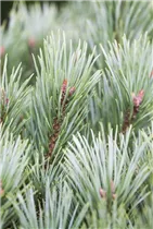 Pinus sylvestris 'Martham' - Wald-Kiefer 'Martham'