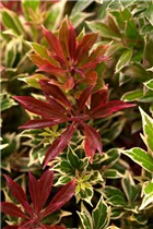 Pieris japonica 'Flaming Silver' - Schattenglöckchen 'Flaming Silver'