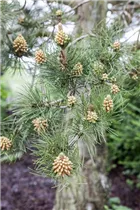 Pinus heldreichii - Schlangenhautkiefer