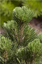 Pinus heldreichii - Schlangenhautkiefer