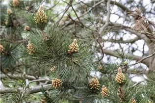 Pinus heldreichii - Schlangenhautkiefer