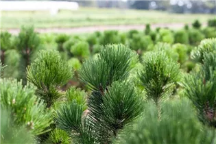Pinus heldreichii - Schlangenhautkiefer