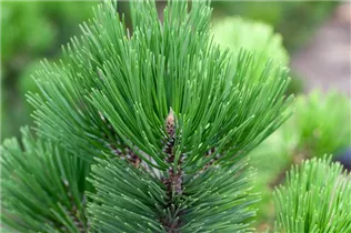 Pinus heldreichii - Schlangenhautkiefer