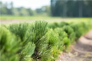 Pinus heldreichii - Schlangenhautkiefer
