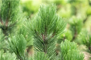Pinus heldreichii - Schlangenhautkiefer
