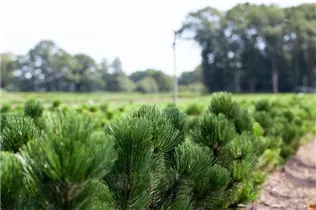 Pinus heldreichii - Schlangenhautkiefer