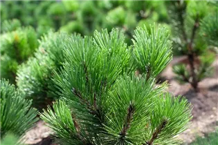 Pinus heldreichii - Schlangenhautkiefer