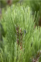Pinus heldreichii 'Compact Gem' - Bosnische Kiefer 'Compact Gem'