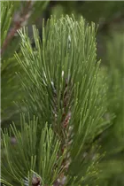 Pinus heldreichii 'Compact Gem' - Bosnische Kiefer 'Compact Gem'