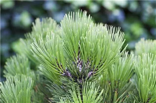 Pinus heldreichii 'Compact Gem' - Bosnische Kiefer 'Compact Gem'