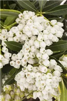 Pieris japonica 'Debutante' - Schattenglöckchen 'Debutante'