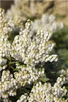 Pieris japonica 'Debutante' - Schattenglöckchen 'Debutante'