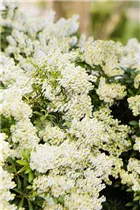 Pieris japonica 'Debutante' - Schattenglöckchen 'Debutante'