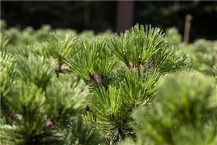 Pinus heldreichii 'Irish Bell' - Bosnische Kiefer 'Irish Bell'