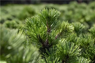 Pinus heldreichii 'Irish Bell' - Bosnische Kiefer 'Irish Bell'