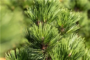 Pinus heldreichii 'Irish Bell' - Bosnische Kiefer 'Irish Bell'