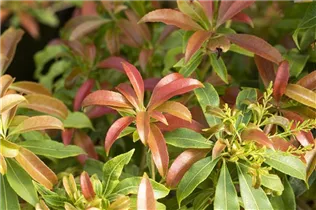 Pieris japonica 'Forest Flame' - Schattenglöckchen 'Forest Flame' Pieris japonica 'Forest Flame' - Schattenglöckchen 'Forest Flame'