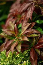 Pieris japonica 'Katsura' - Schattenglöckchen 'Katsura'