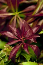 Pieris japonica 'Katsura' - Schattenglöckchen 'Katsura'