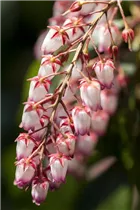 Pieris japonica 'Katsura' - Schattenglöckchen 'Katsura'