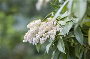 Pieris japonica 'Katsura' - Schattenglöckchen 'Katsura'