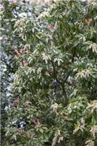 Pieris japonica 'Katsura' - Schattenglöckchen 'Katsura'