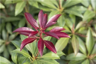 Pieris japonica 'Katsura' - Schattenglöckchen 'Katsura'