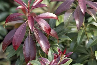 Pieris japonica 'Katsura' - Schattenglöckchen 'Katsura'